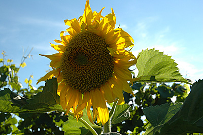 Sonnenblumen im Bio-Weinberg